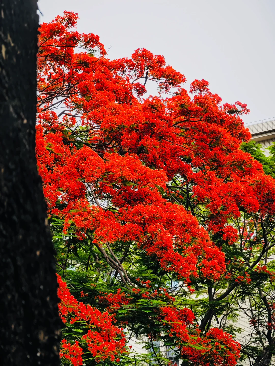 救命啊，在厦门十年看到最美最高的凤凰花