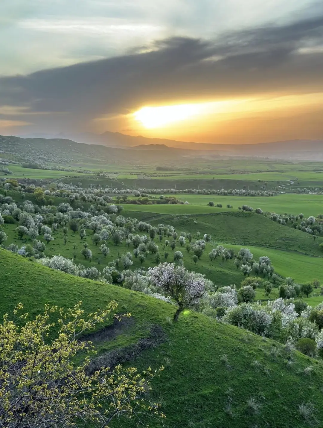 五月伊犁美到窒息😭