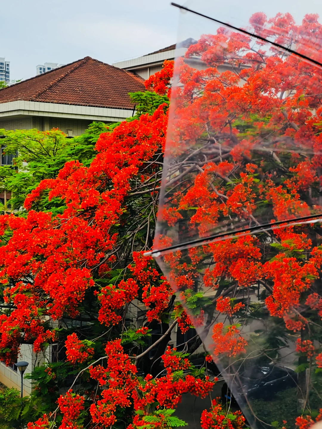 救命啊，在厦门十年看到最美最高的凤凰花