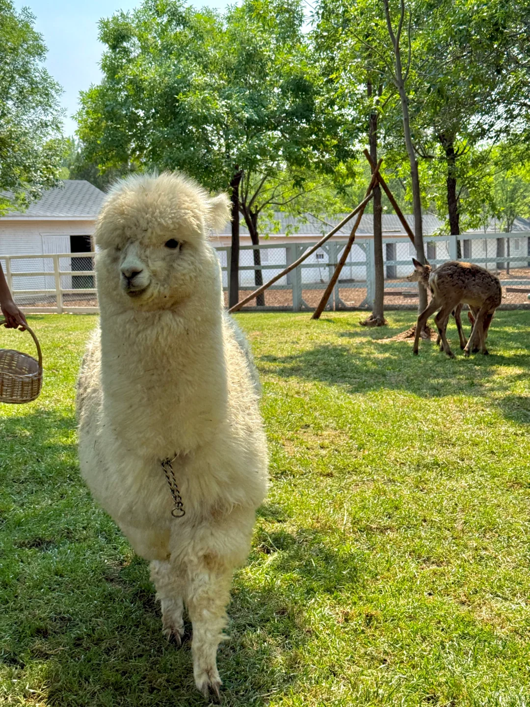 邯郸版小奈良（附详细游玩攻略）