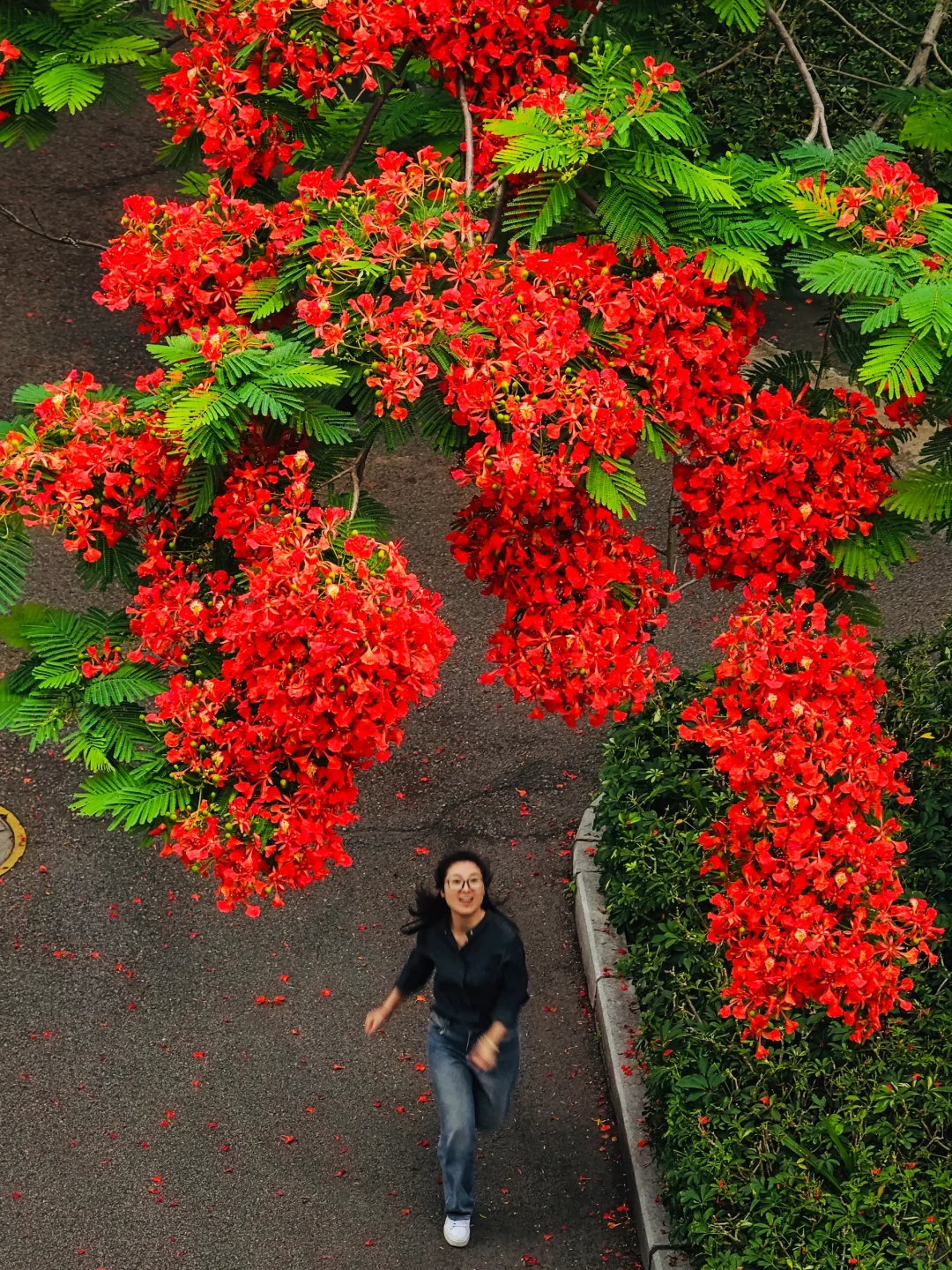 救命啊，在厦门十年看到最美最高的凤凰花