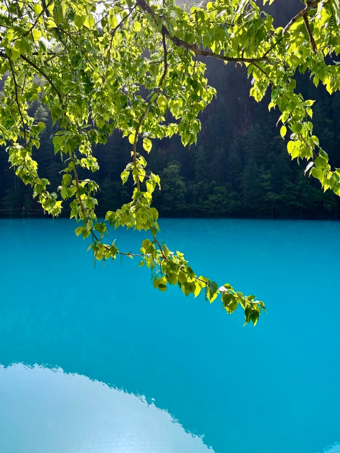 5.24📍九寨沟已回，xhs真别把人当傻子。。。