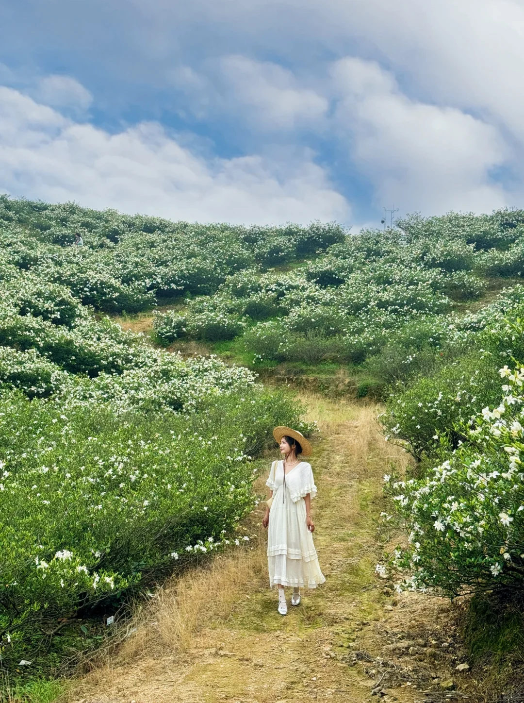 哇哇！温州出发1小时，漫山的栀子花美哭了