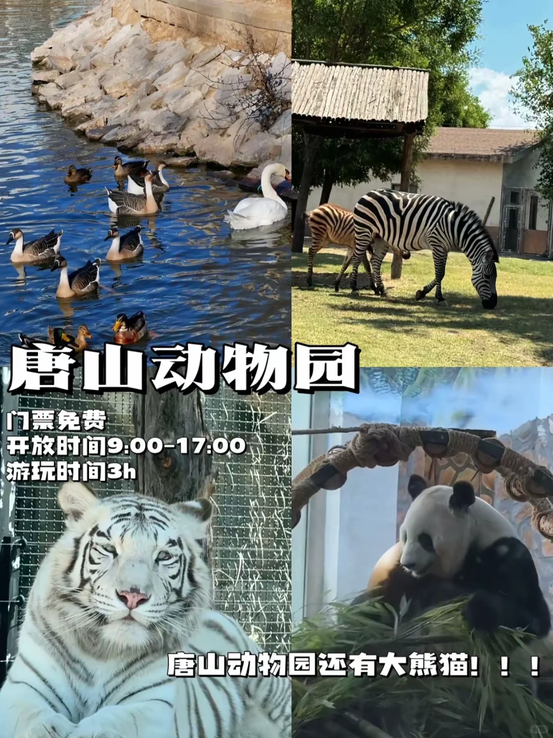 太太太美了❗️❗️唐山一日游攻略（不走回头路）