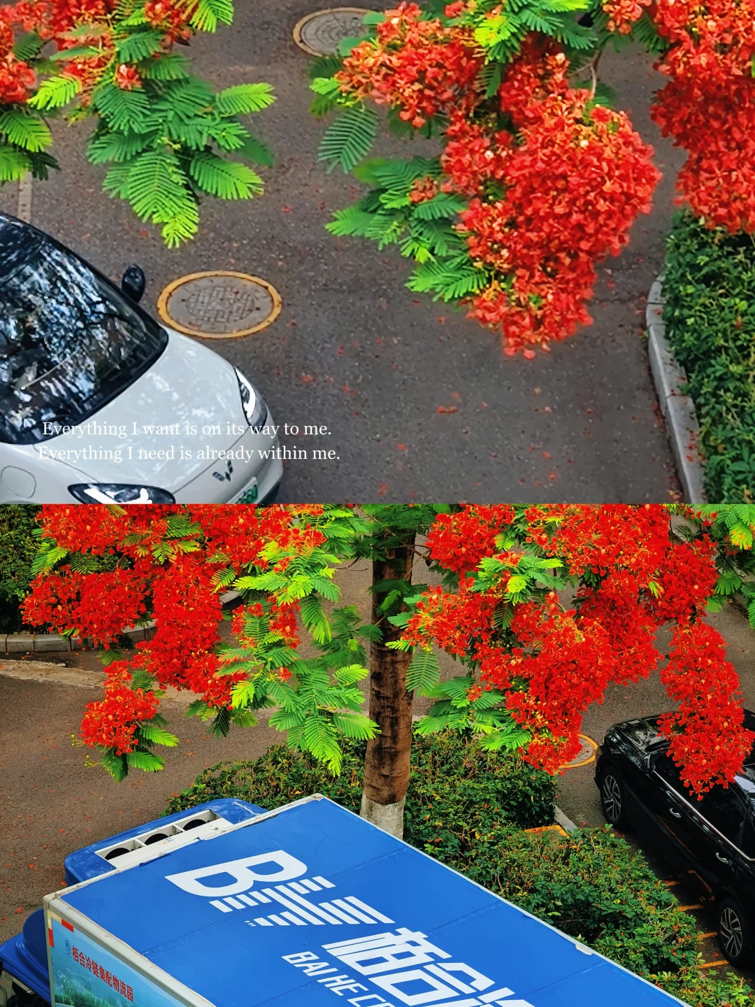 救命啊，在厦门十年看到最美最高的凤凰花