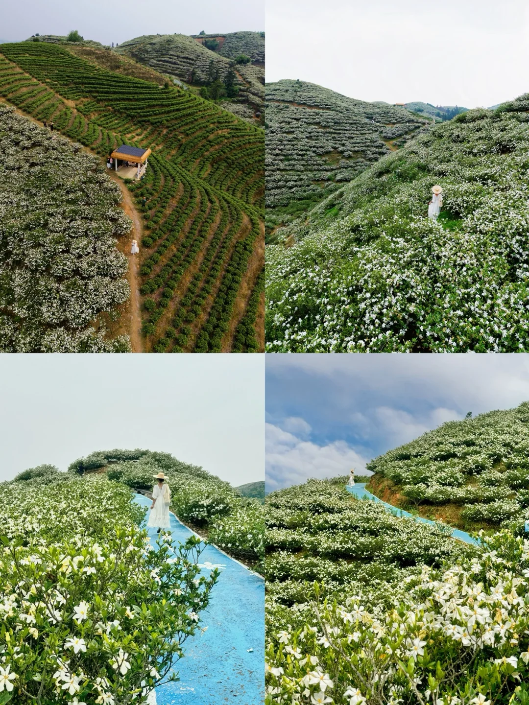 哇哇！温州出发1小时，漫山的栀子花美哭了