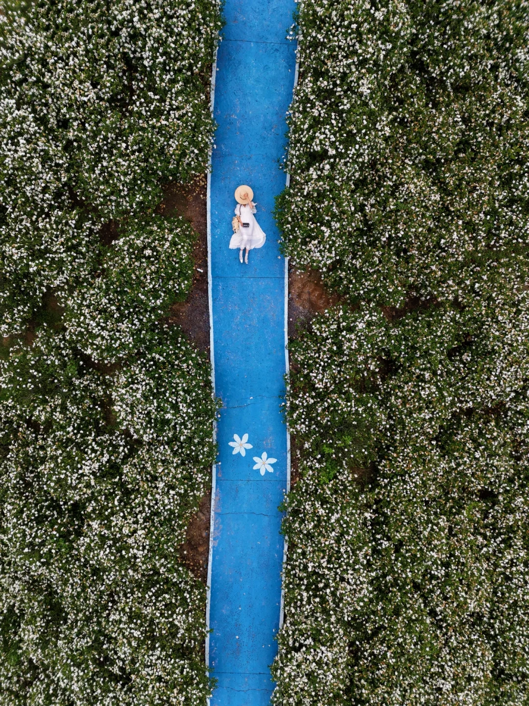 哇哇！温州出发1小时，漫山的栀子花美哭了