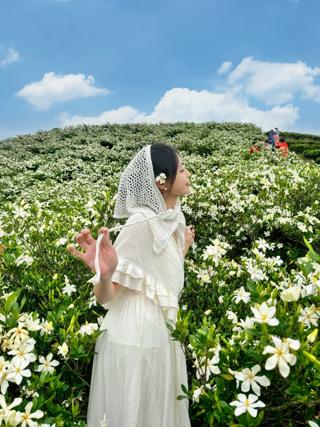 哇哇！温州出发1小时，漫山的栀子花美哭了