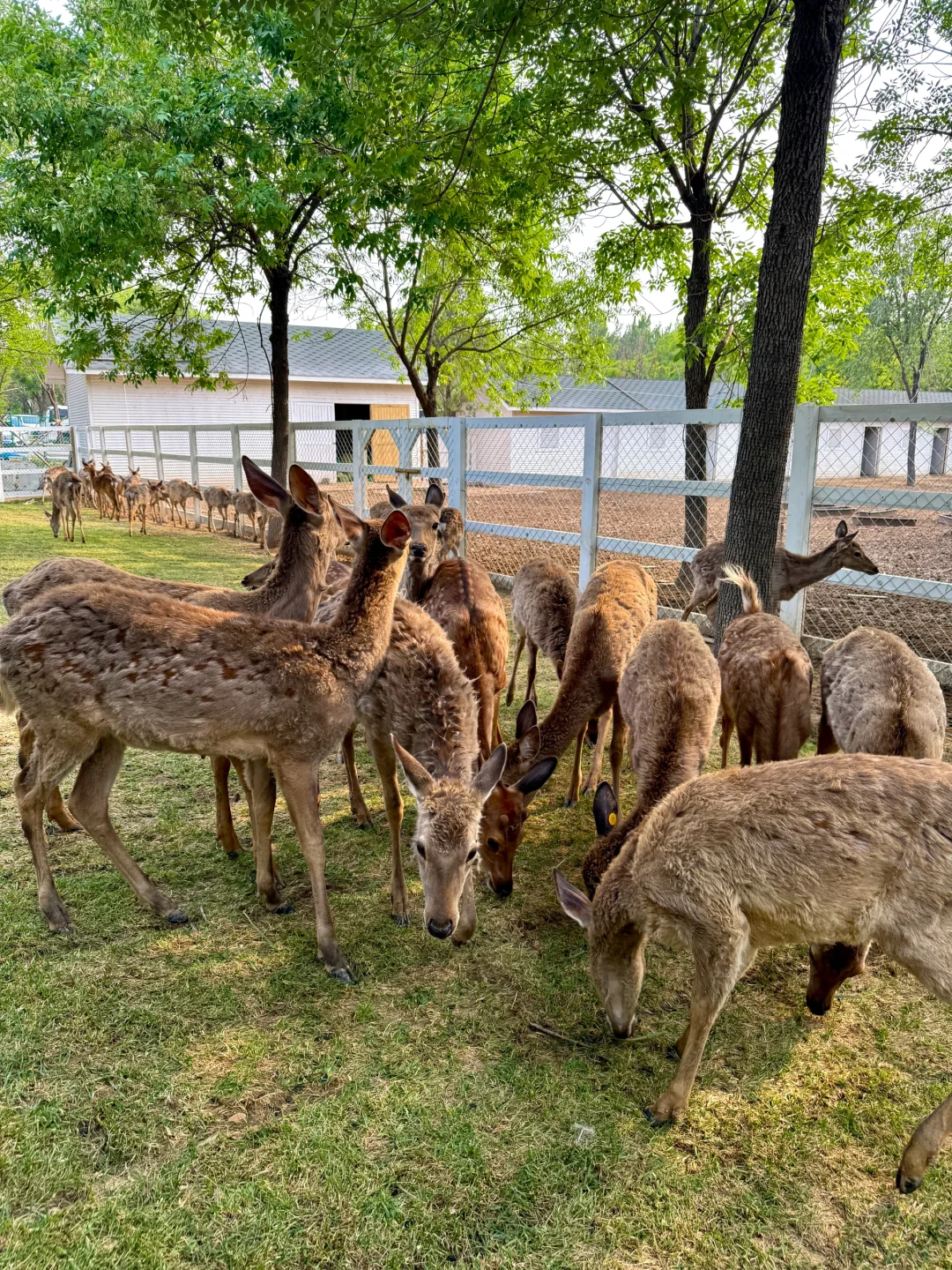 邯郸版小奈良（附详细游玩攻略）