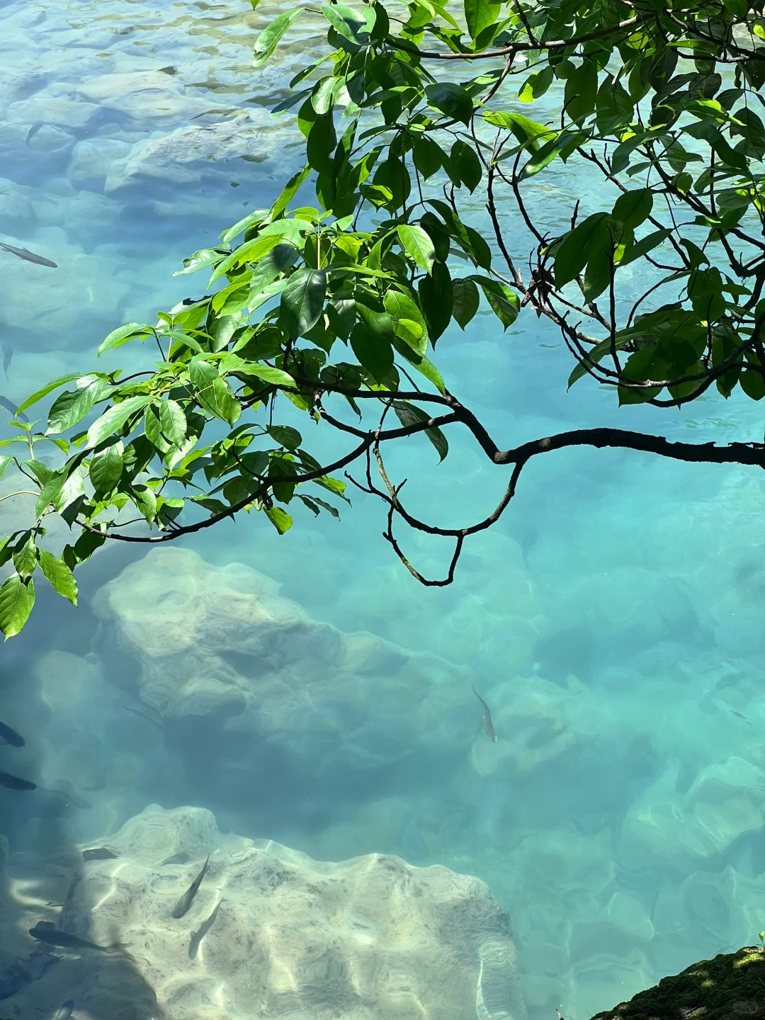 荔波小七孔｜卧龙潭