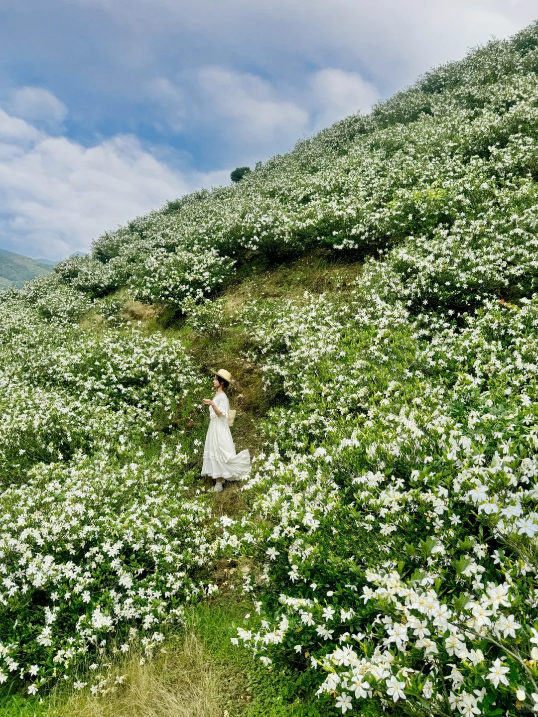 哇哇！温州出发1小时，漫山的栀子花美哭了