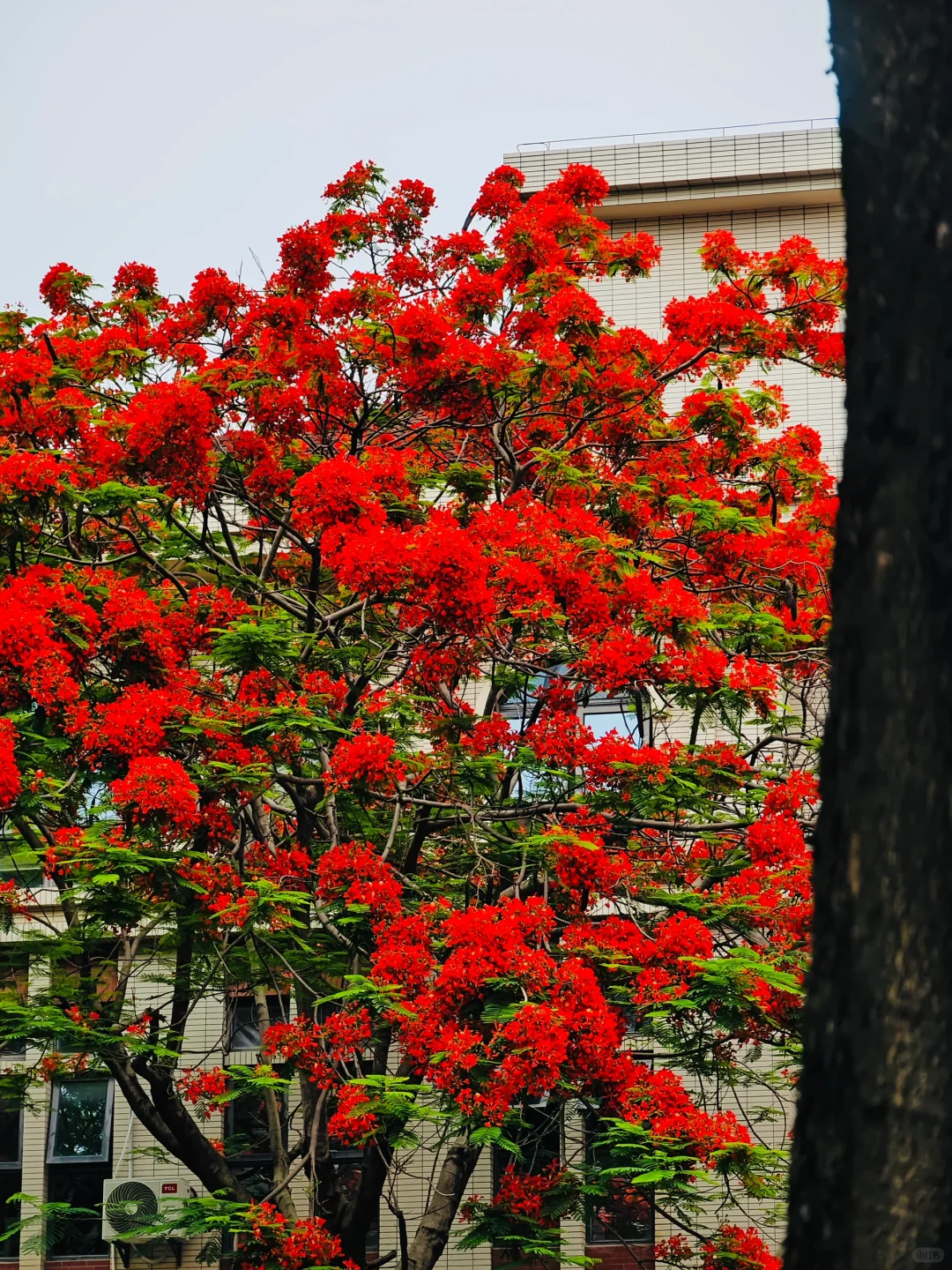 救命啊，在厦门十年看到最美最高的凤凰花