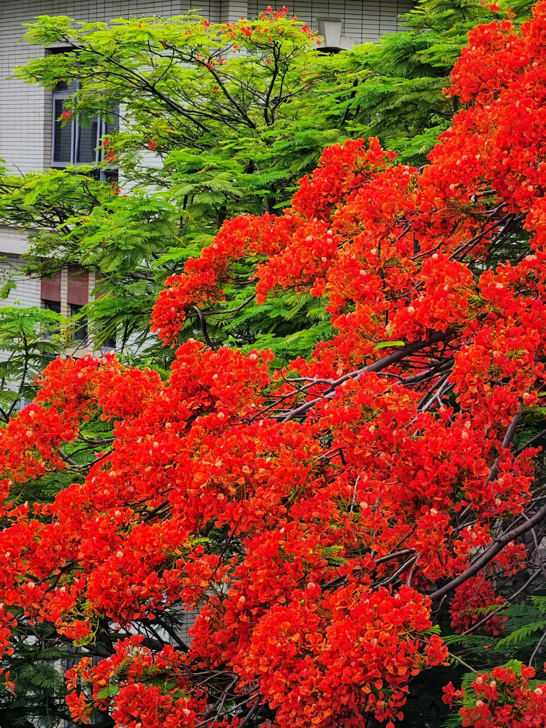 救命啊，在厦门十年看到最美最高的凤凰花