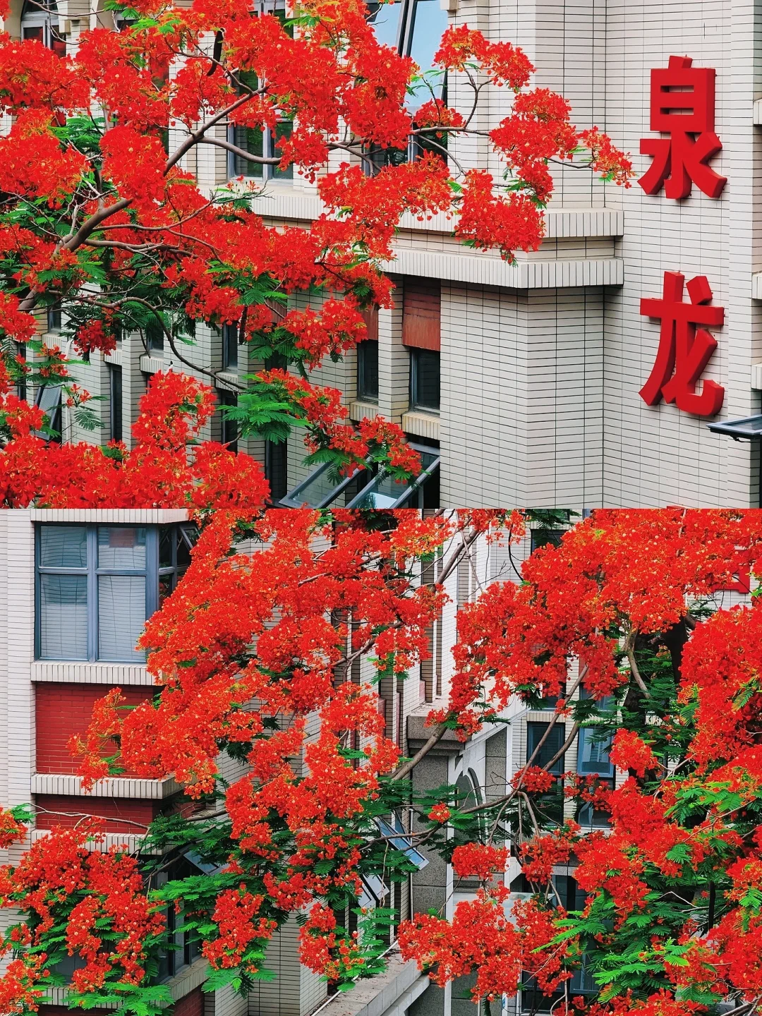 救命啊，在厦门十年看到最美最高的凤凰花