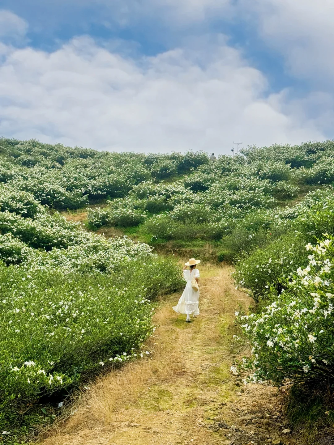 哇哇！温州出发1小时，漫山的栀子花美哭了