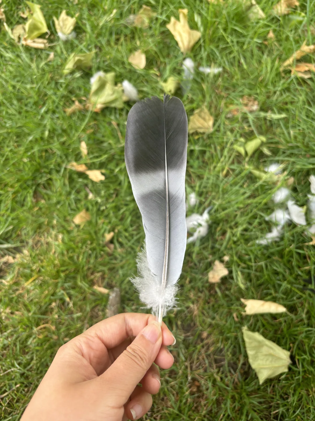 肯辛顿的团londonpass