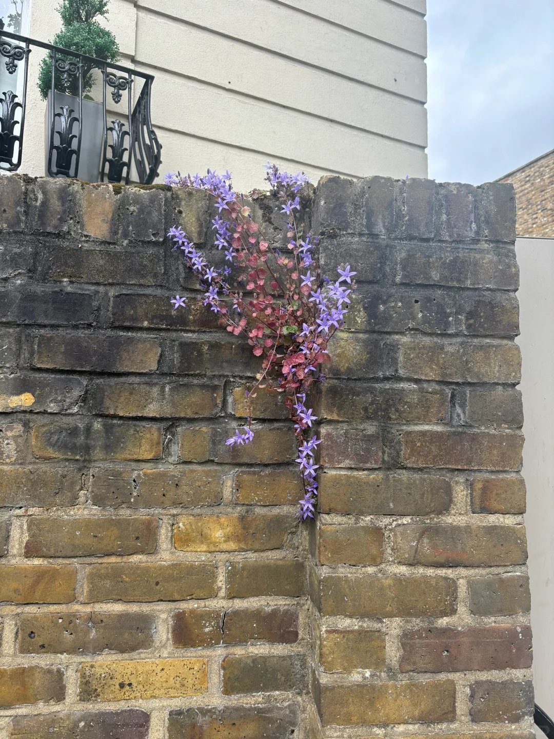 肯辛顿的团londonpass