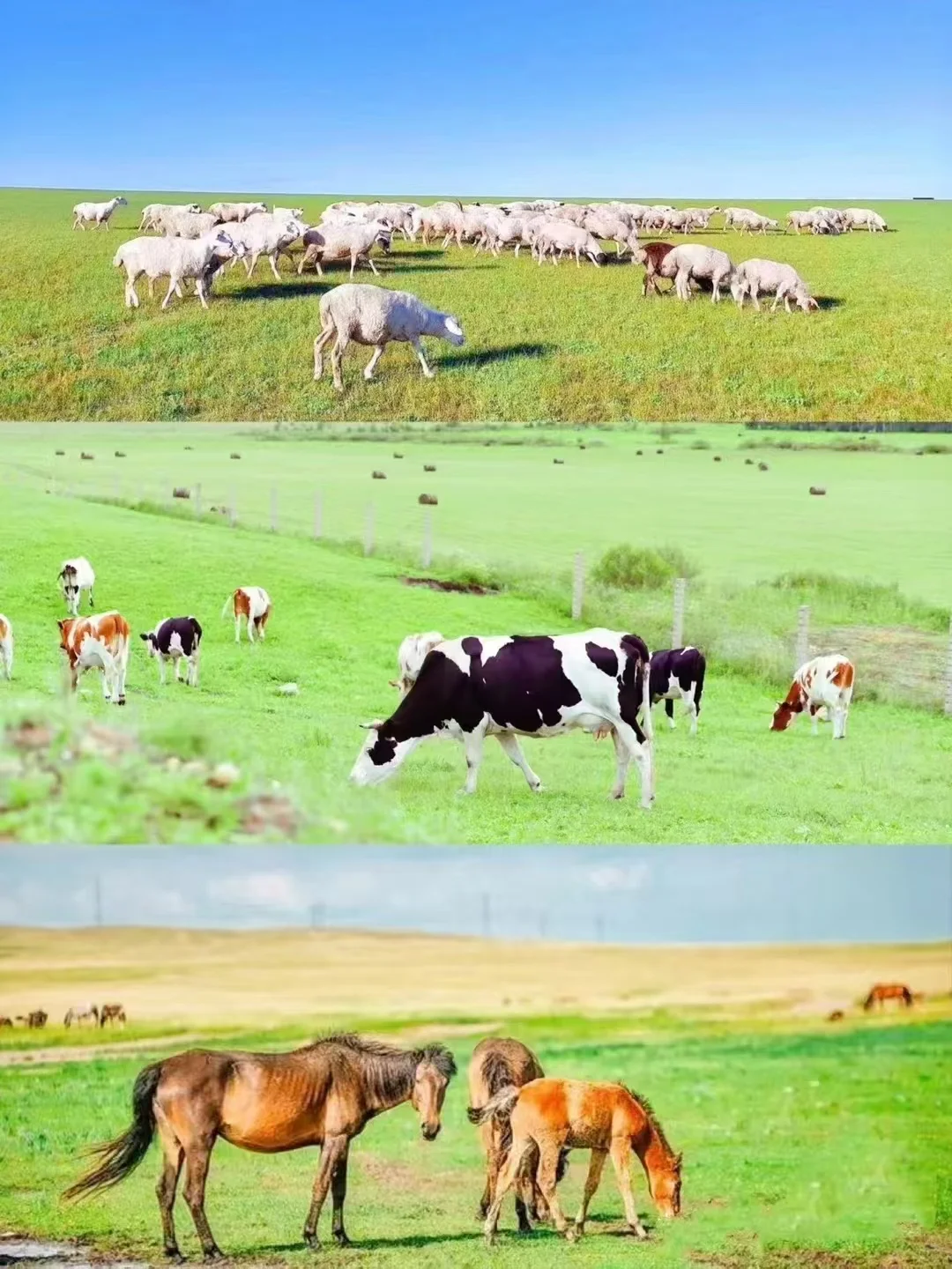 中国一生必去的50个景点--呼伦贝尔