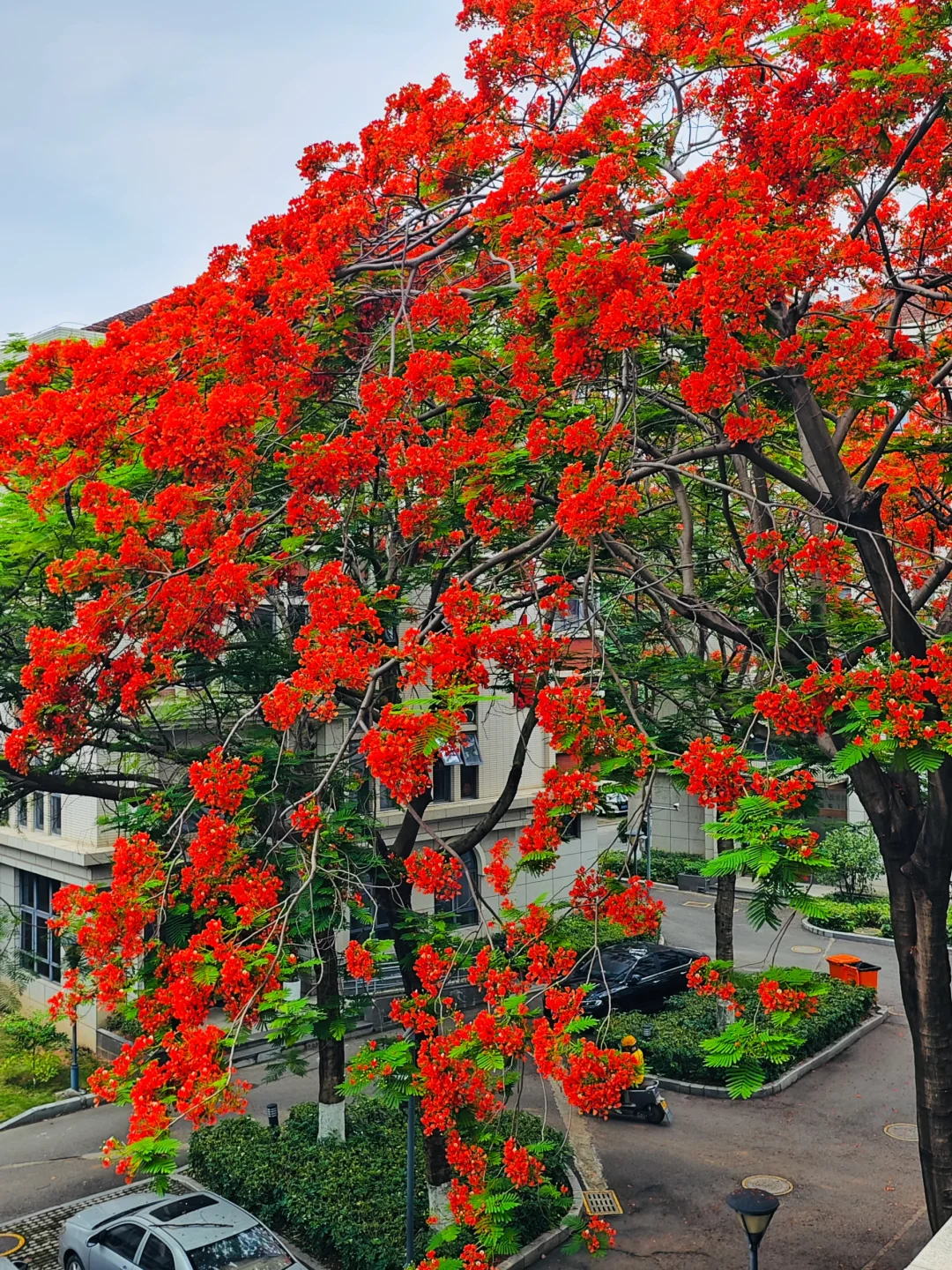 救命啊，在厦门十年看到最美最高的凤凰花