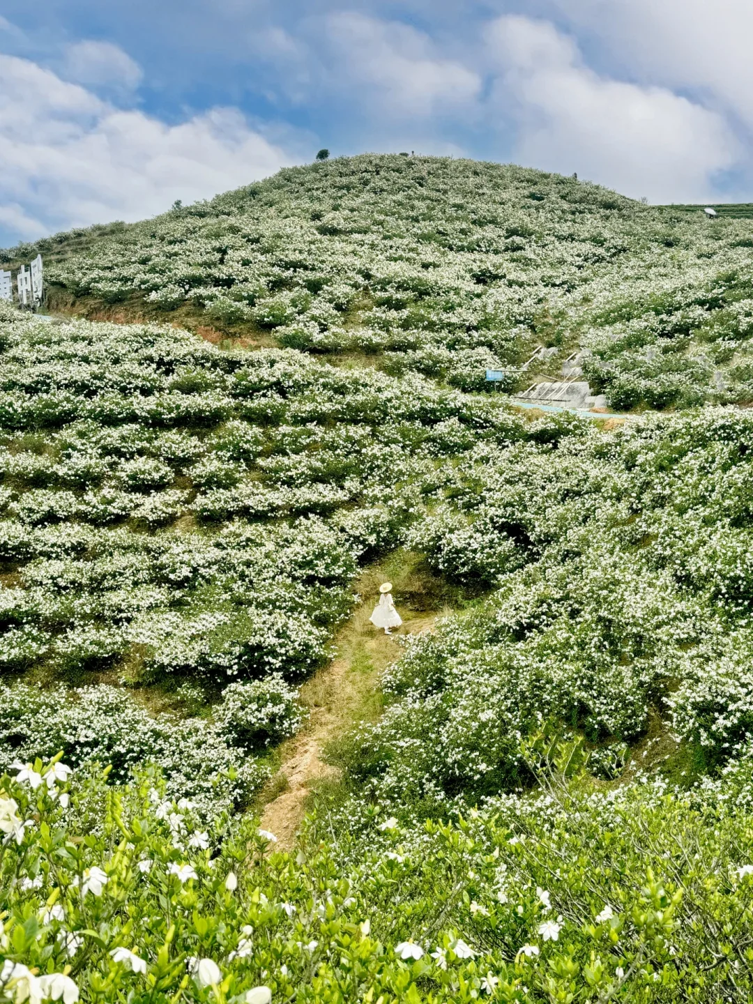 哇哇！温州出发1小时，漫山的栀子花美哭了