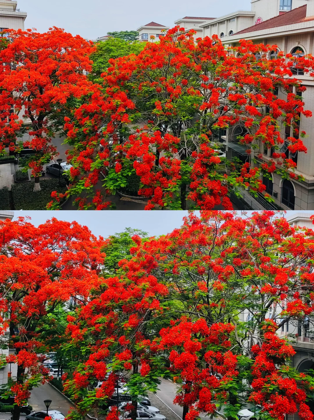 救命啊，在厦门十年看到最美最高的凤凰花