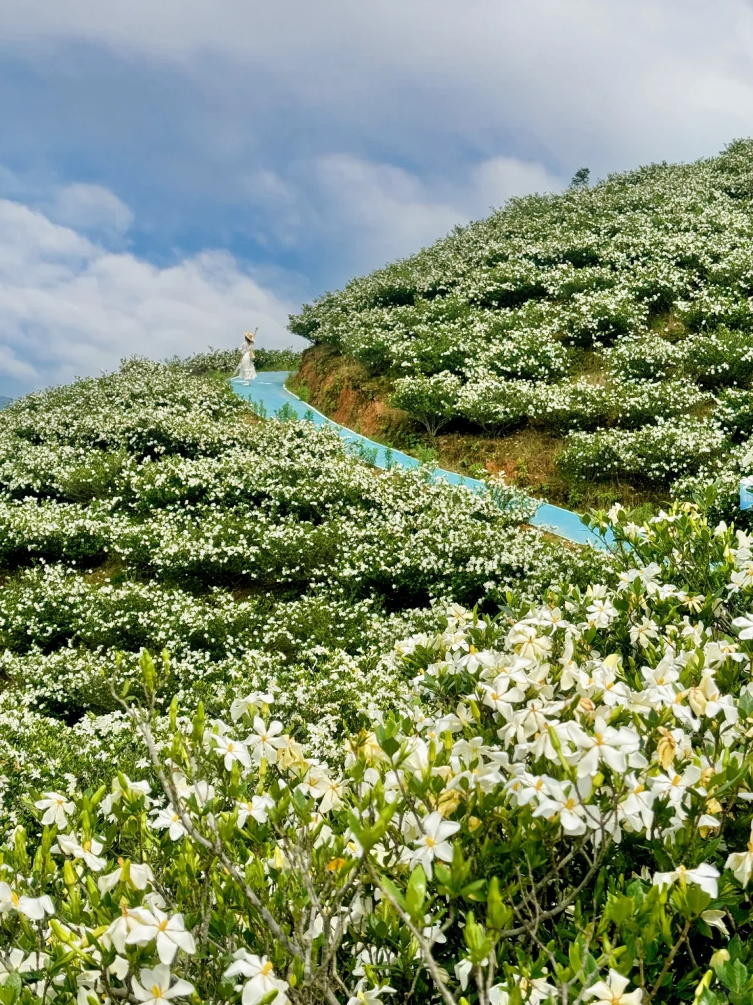 哇哇！温州出发1小时，漫山的栀子花美哭了