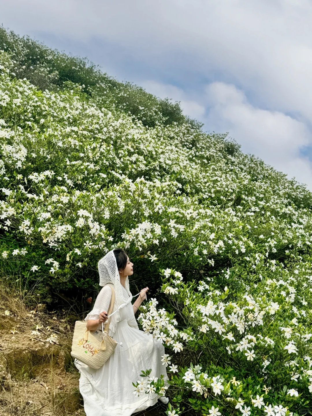 哇哇！温州出发1小时，漫山的栀子花美哭了