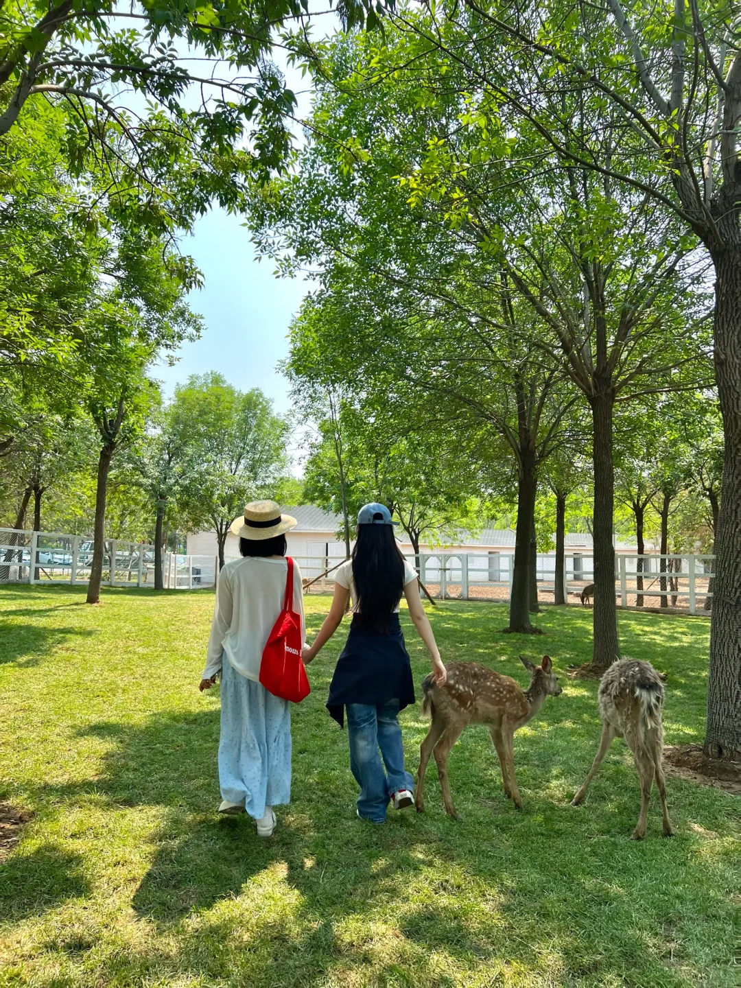 邯郸版小奈良（附详细游玩攻略）