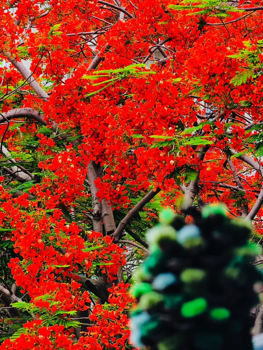 救命啊，在厦门十年看到最美最高的凤凰花