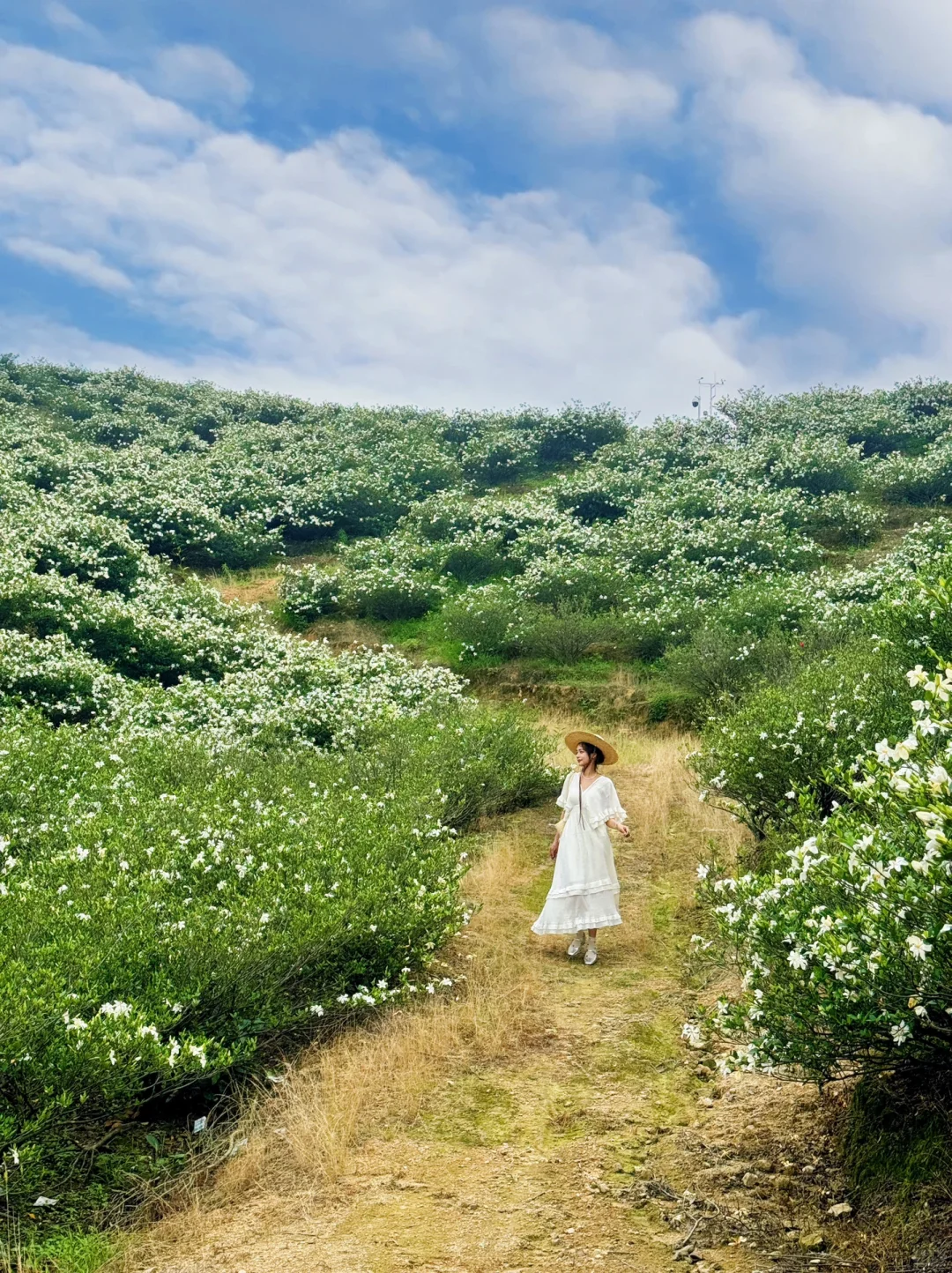 哇哇！温州出发1小时，漫山的栀子花美哭了