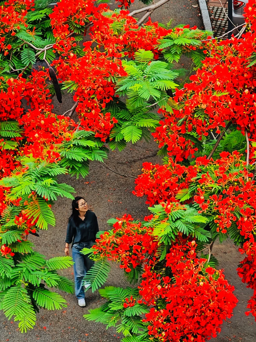 救命啊，在厦门十年看到最美最高的凤凰花