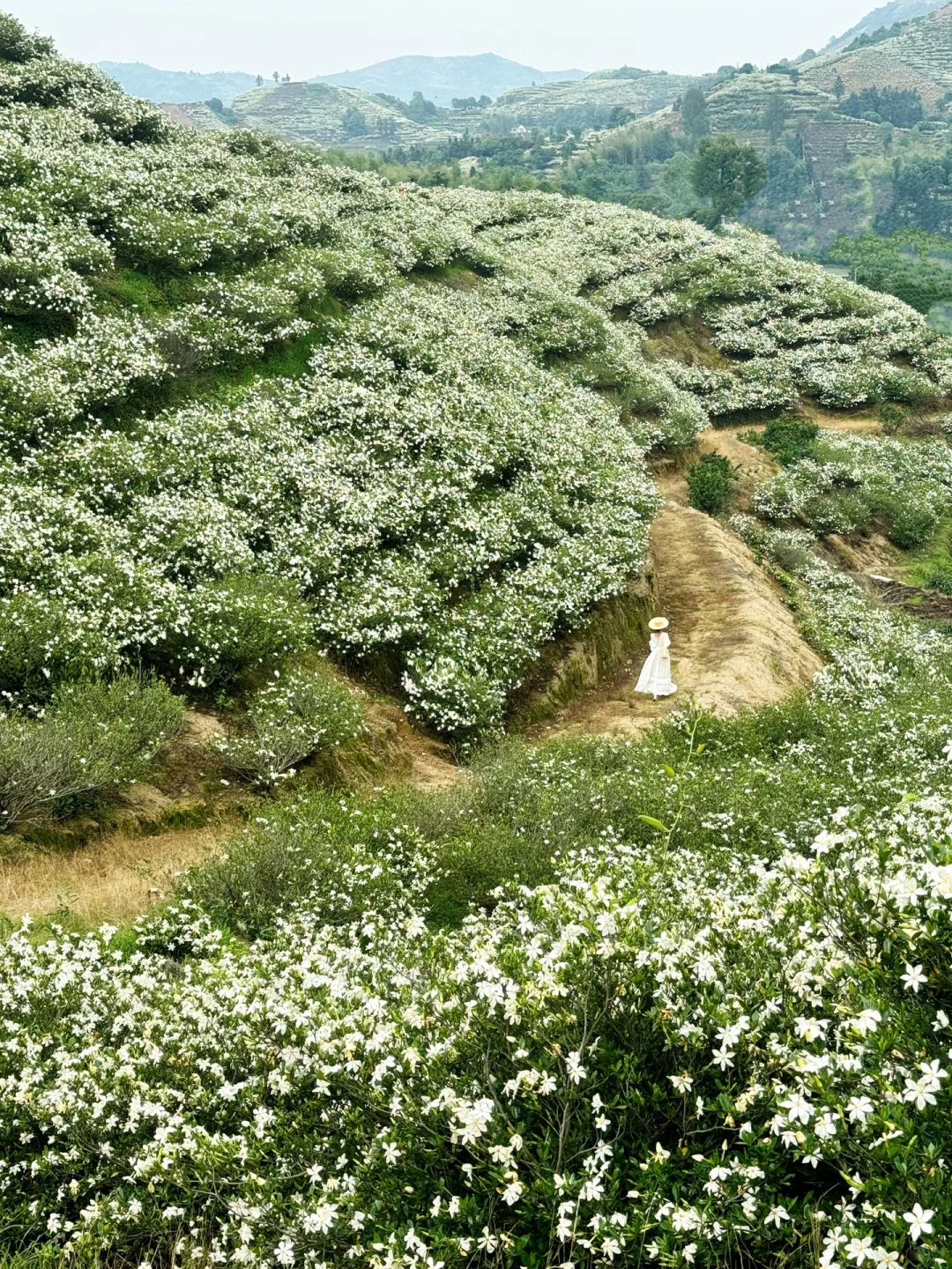 哇哇！温州出发1小时，漫山的栀子花美哭了