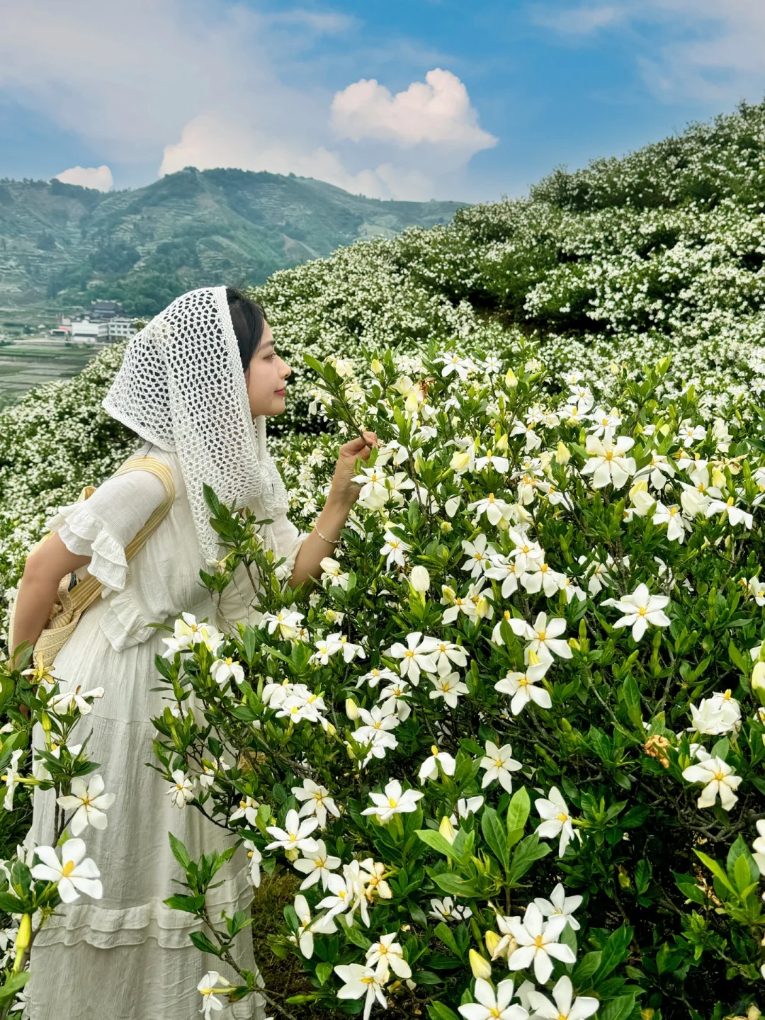 哇哇！温州出发1小时，漫山的栀子花美哭了