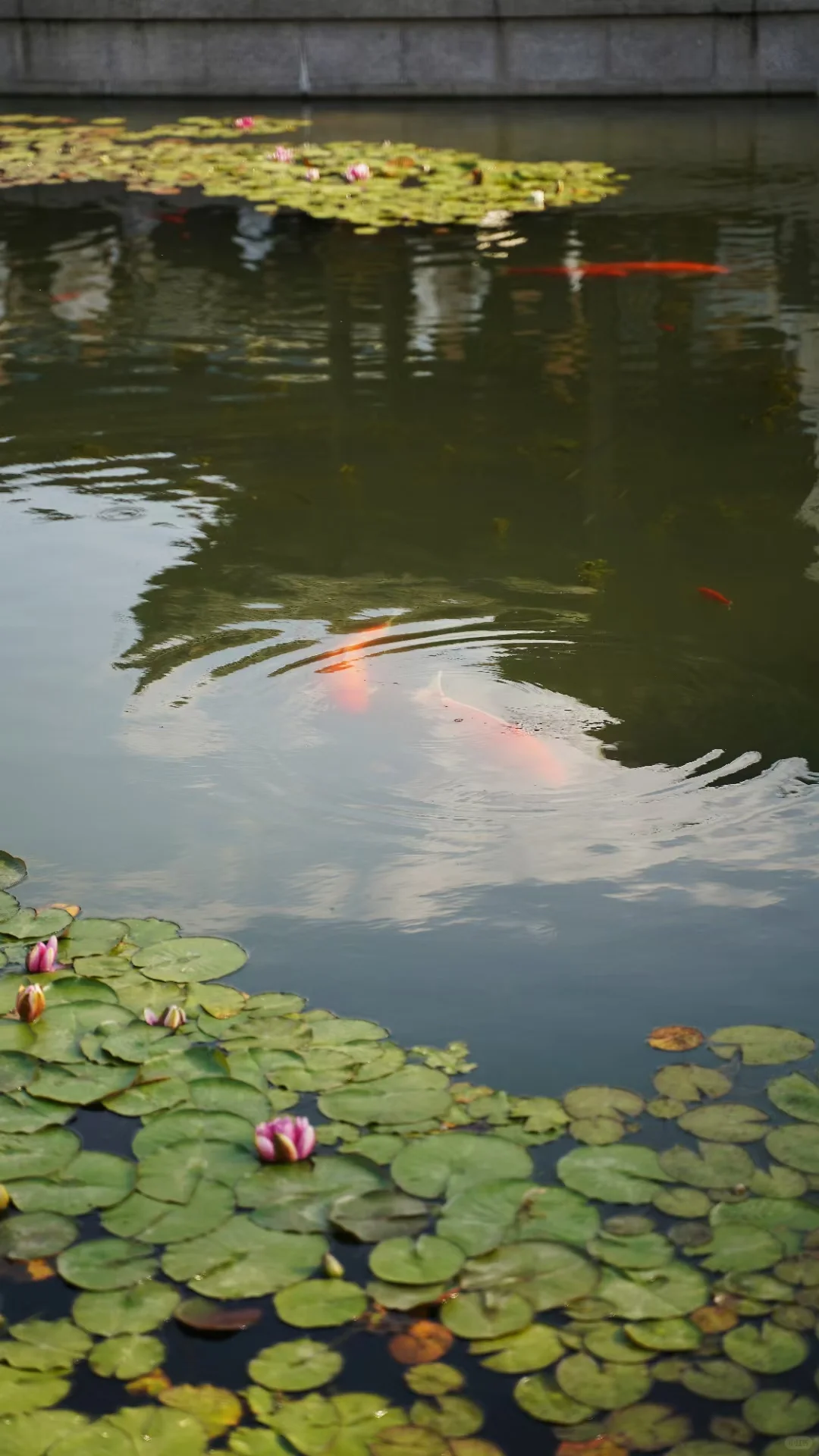 苏州:虎丘｜避开人群，拍出空旷淡雅的苏州