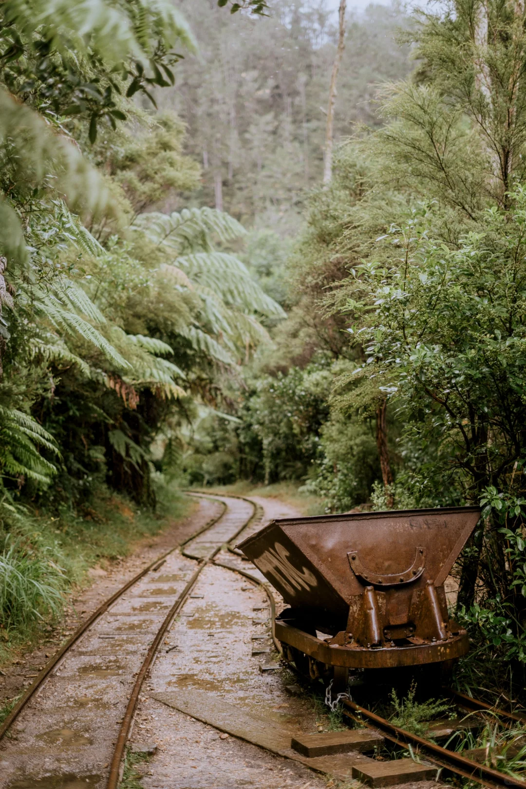 北岛最像鬼怪场景的徒步路线！Karangahake