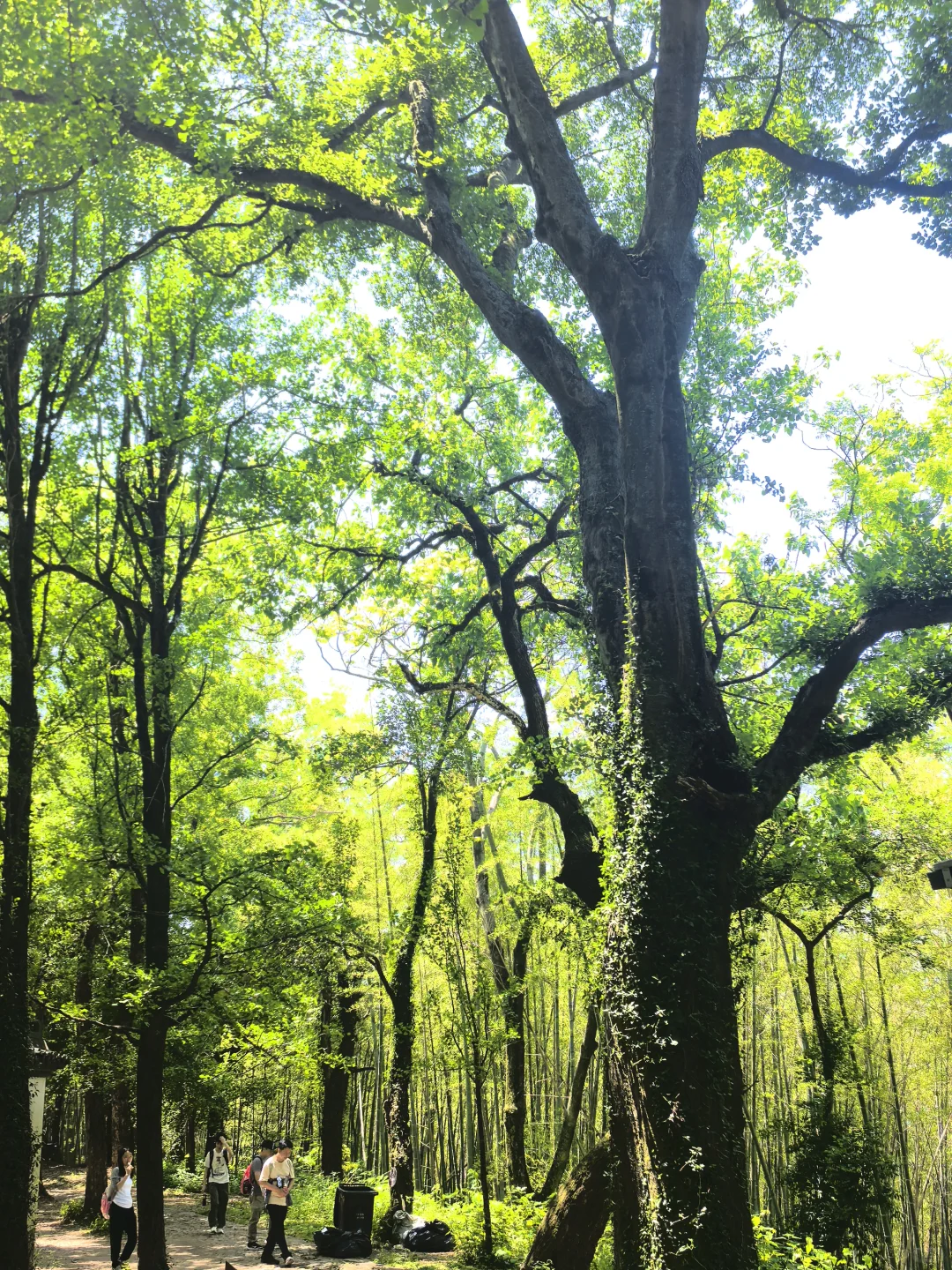 建议把杭州这条徒步线路列为国家级美色