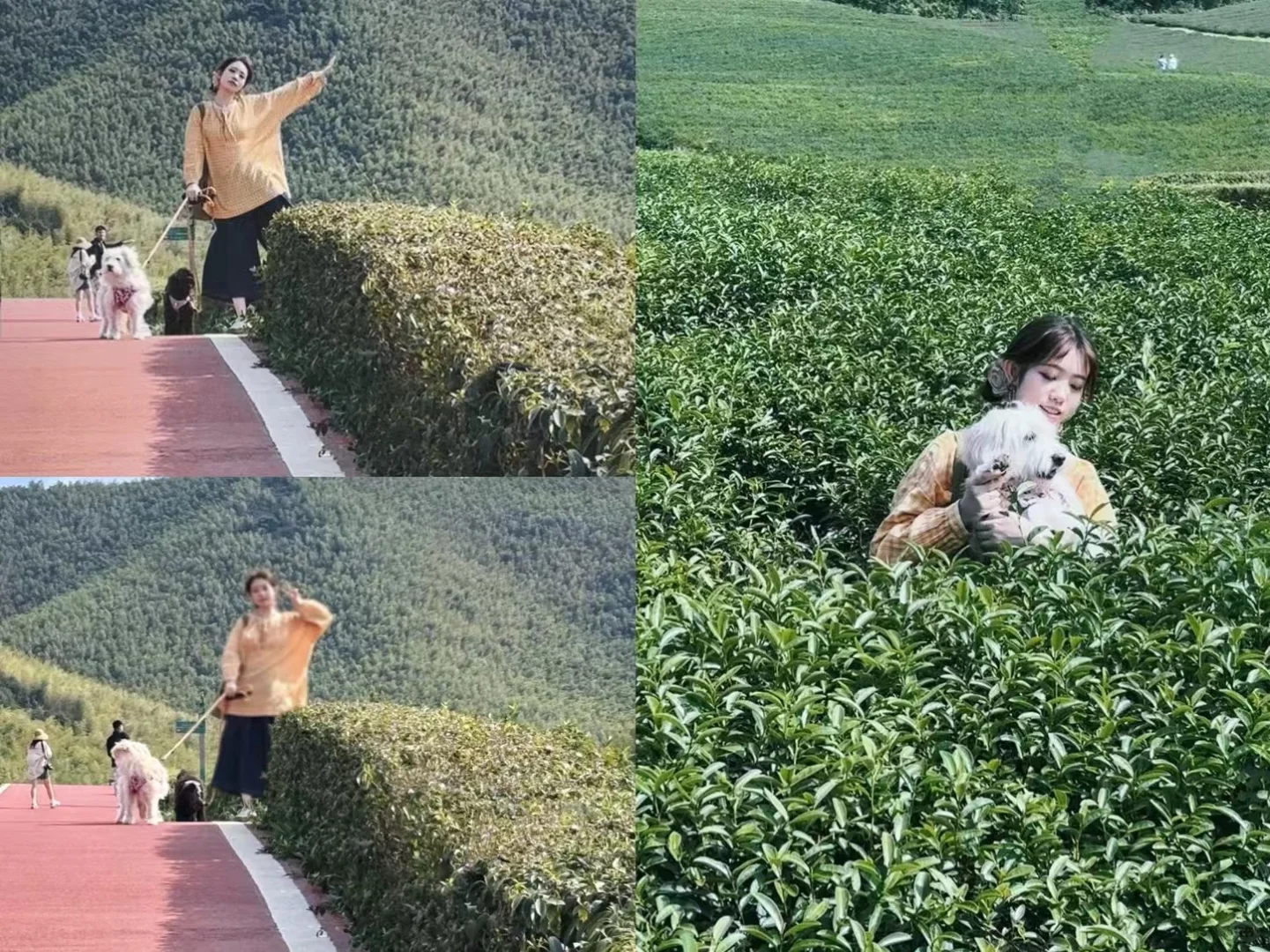 带小狗旅游4.0（其实是库存啦，做个记录罢了）