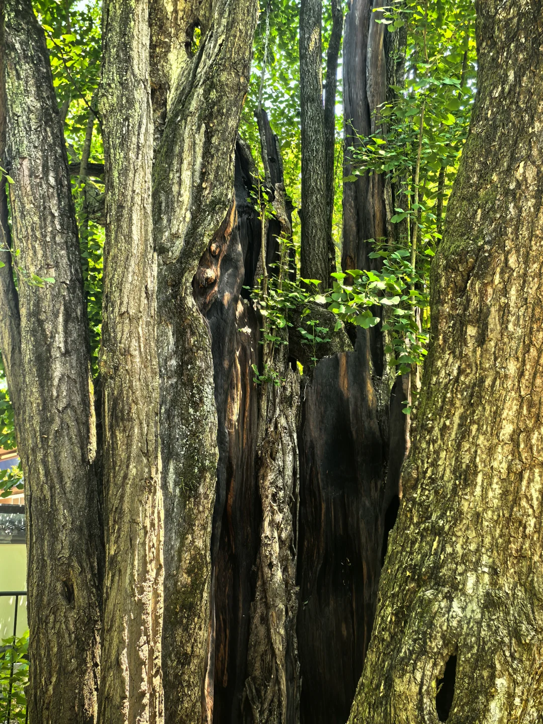 建议把杭州这条徒步线路列为国家级美色