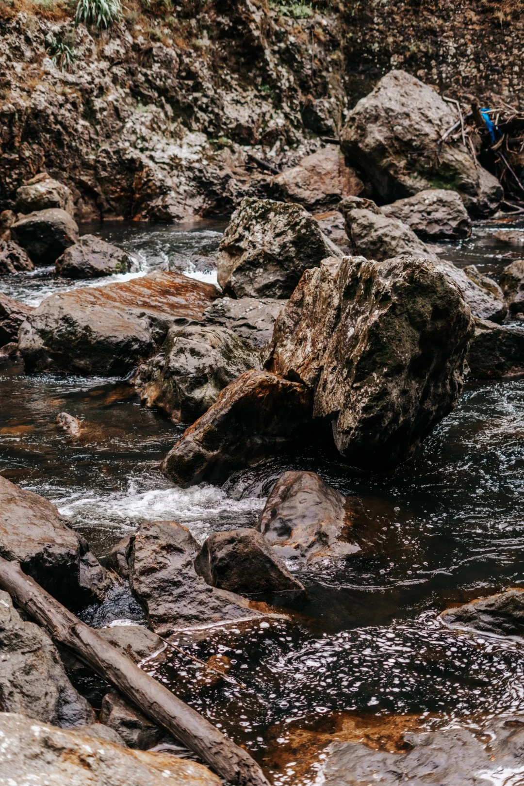 北岛最像鬼怪场景的徒步路线！Karangahake