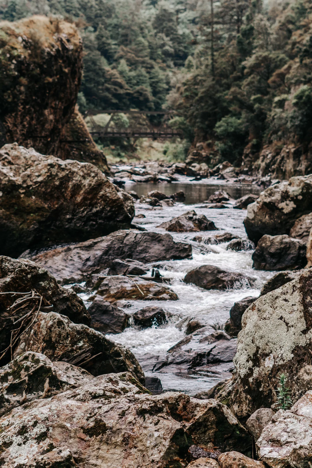 北岛最像鬼怪场景的徒步路线！Karangahake