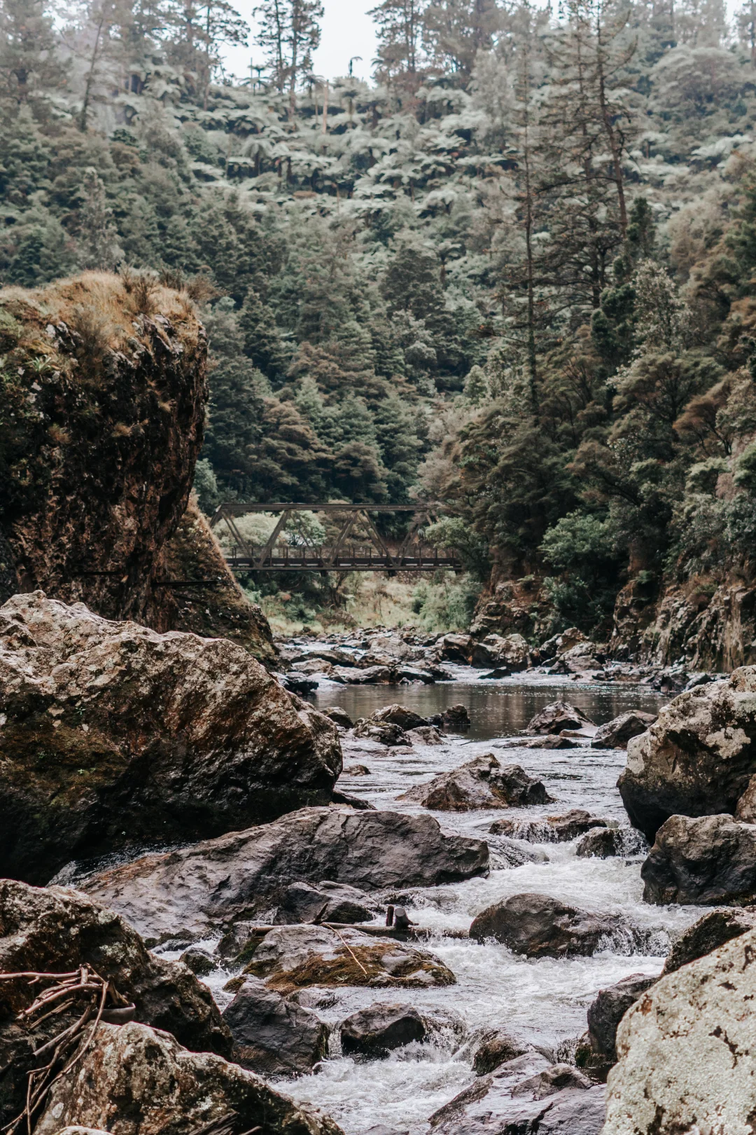 北岛最像鬼怪场景的徒步路线！Karangahake