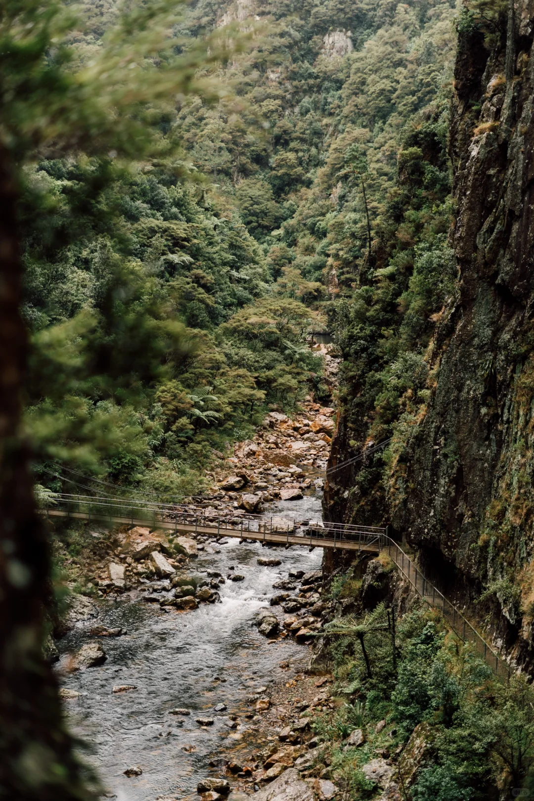 北岛最像鬼怪场景的徒步路线！Karangahake