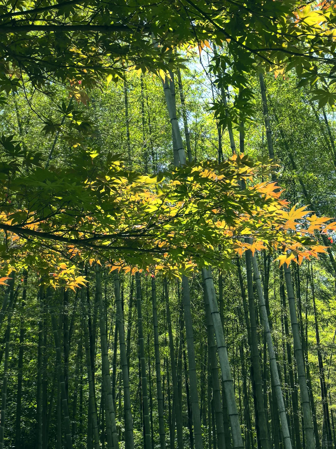 建议把杭州这条徒步线路列为国家级美色