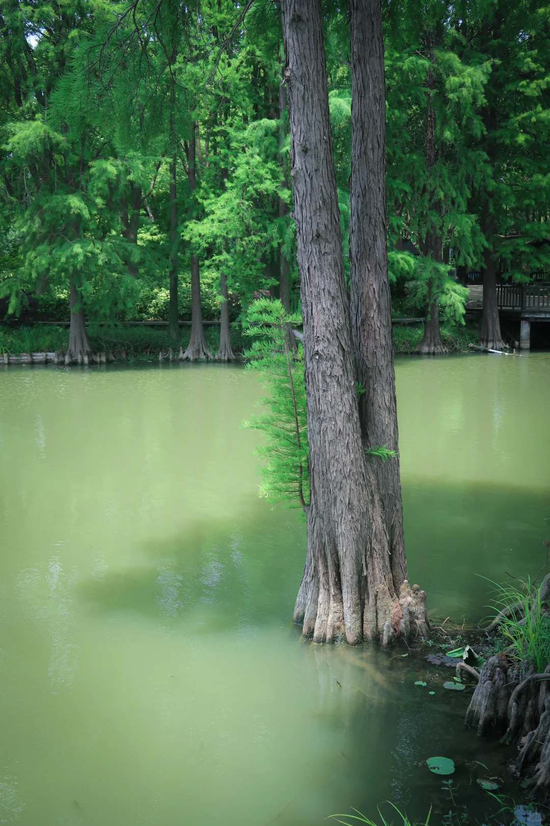 鼋头渚|花菖蒲无尽夏