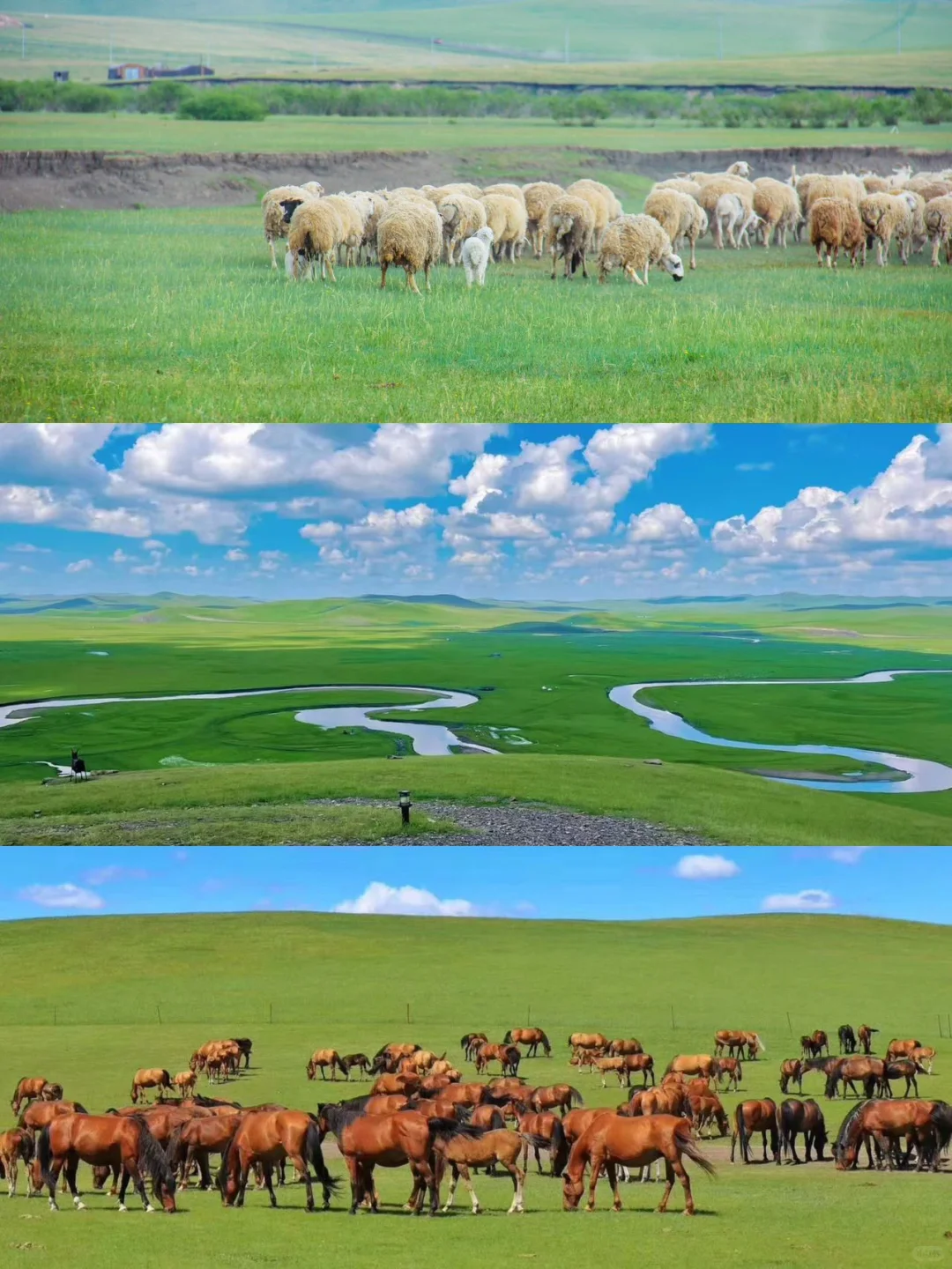 人生建议！一定要在夏天来一次呼伦贝尔，美哭