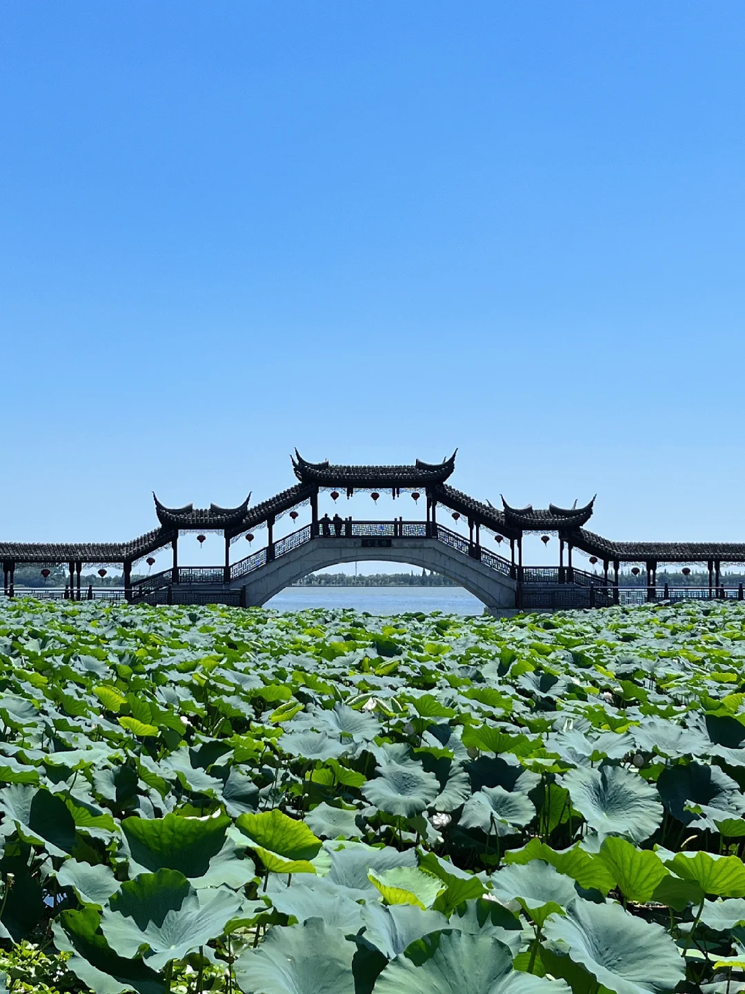 暑假来苏州想避开人群，来这个古镇就对啦～