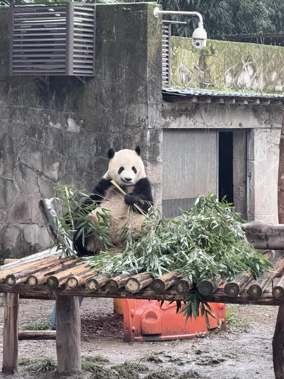 5.20📍和男友重庆已回。。玩崩溃了😫