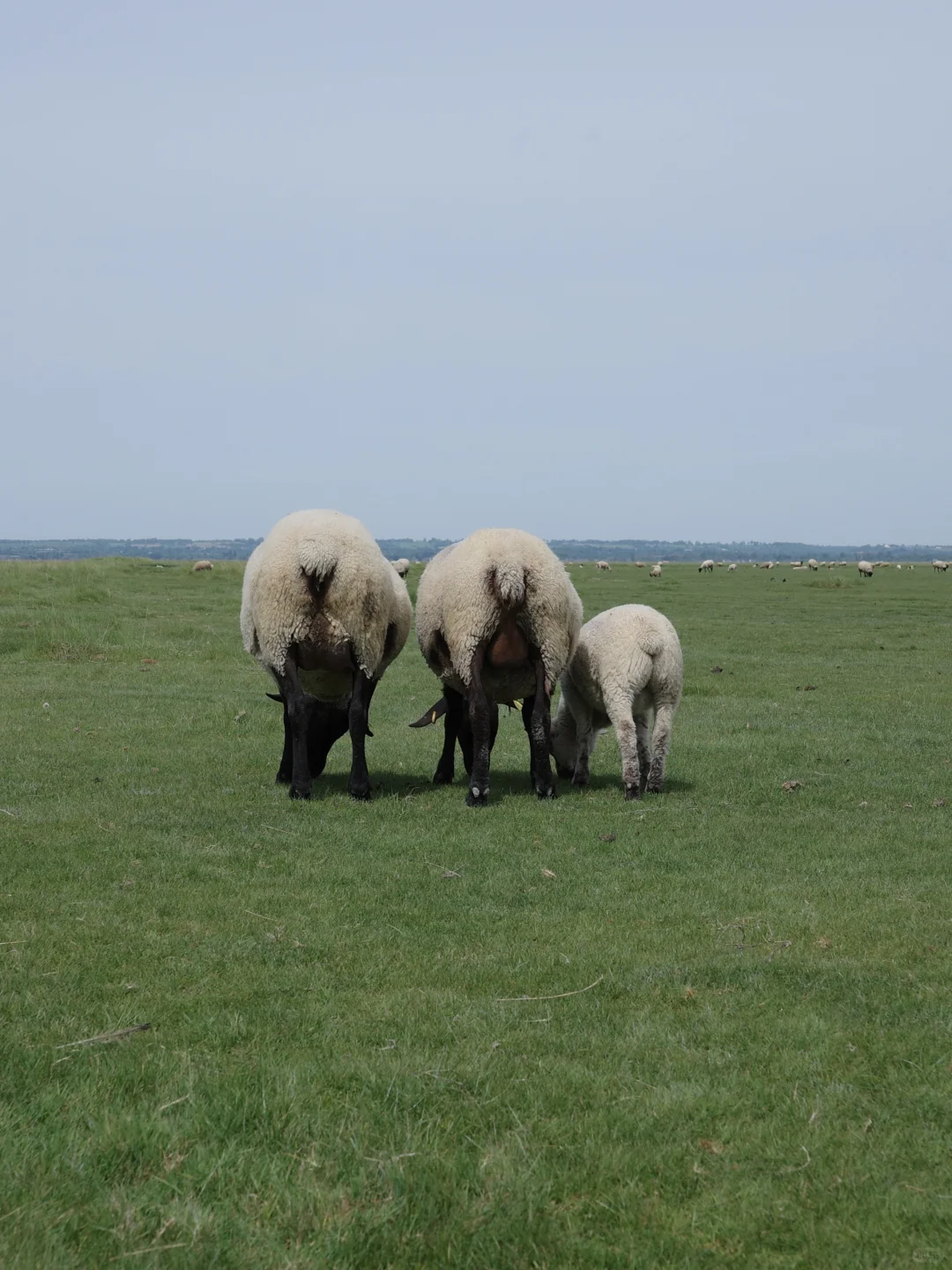 杰伦你是不是p图了？