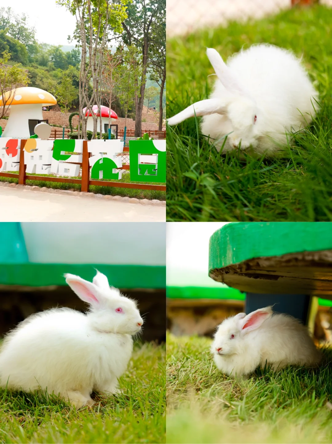 端午遛娃天花板‼云丘山萌宠乐园治愈暴击