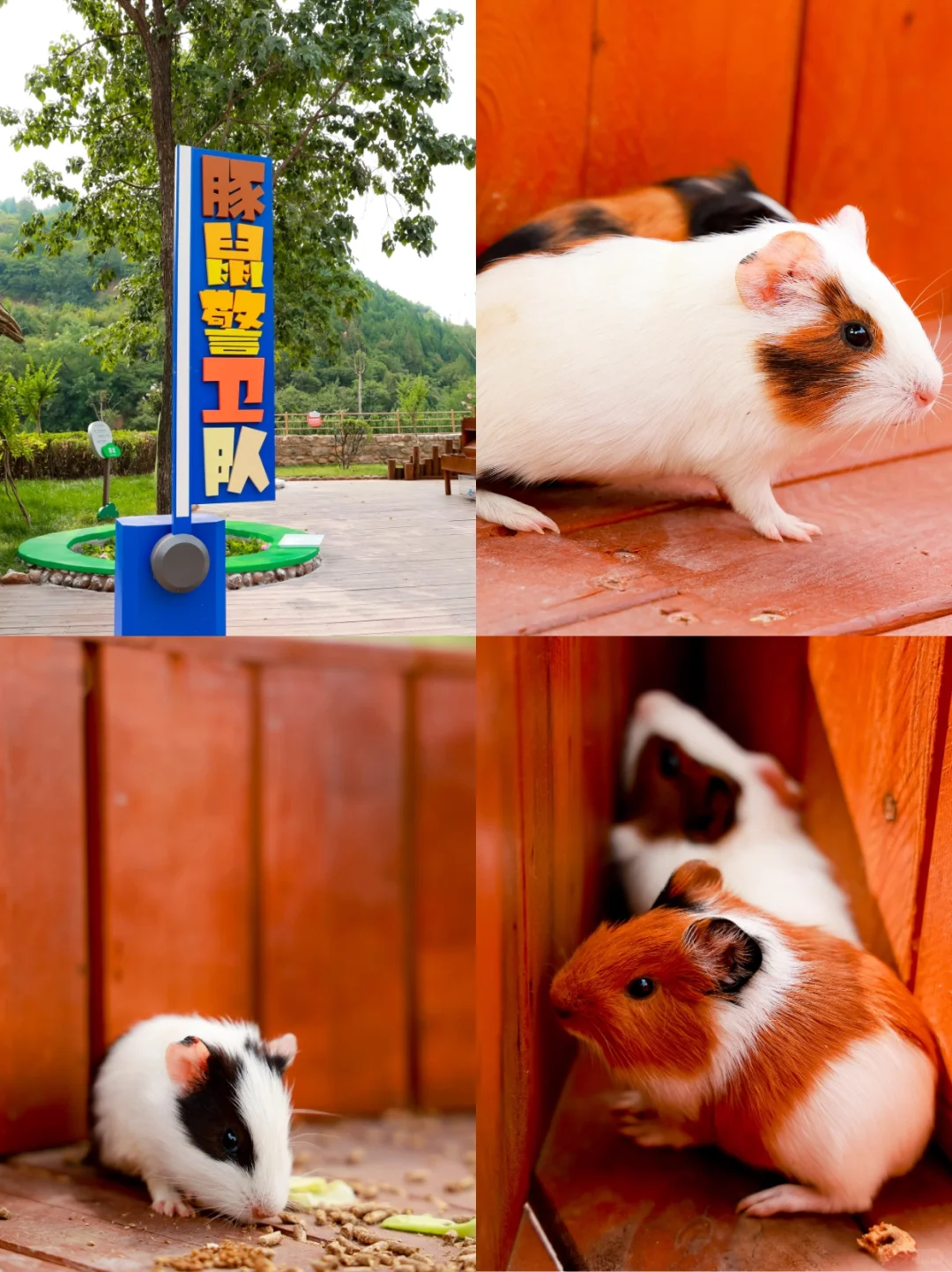 端午遛娃天花板‼云丘山萌宠乐园治愈暴击